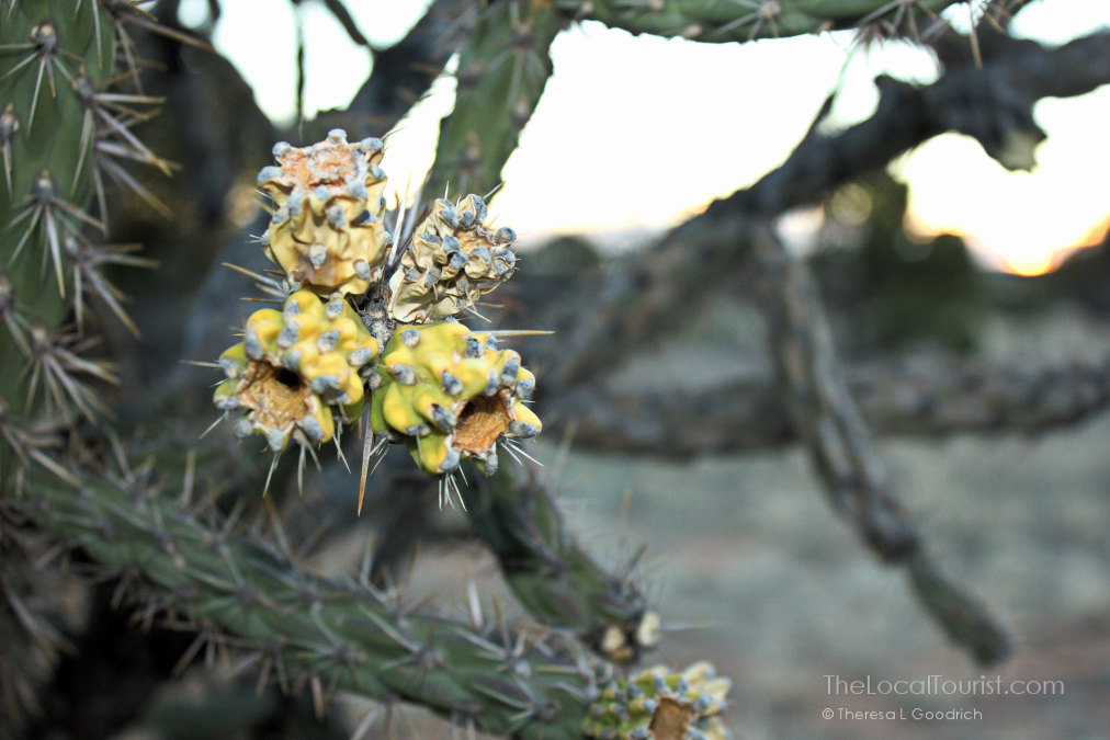 Cholla cactus at Santa Rosa State Park