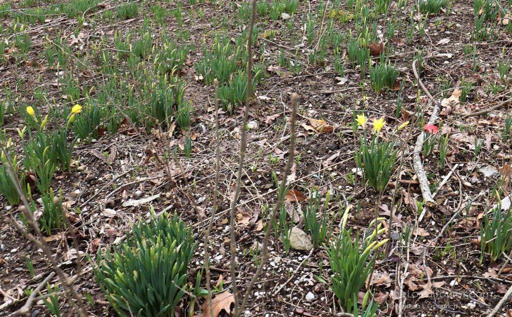The first sign of spring is when the daffodils bloom at the T.C. Steele State Historic Site