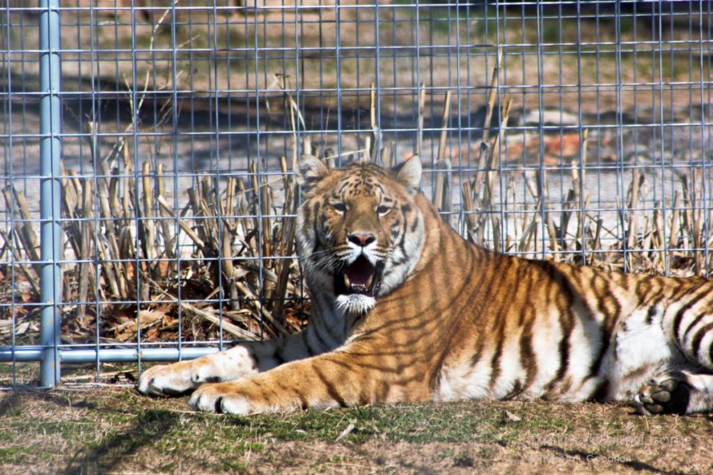 Rescued tiger at Turpentine Creek Wildlife Refuge