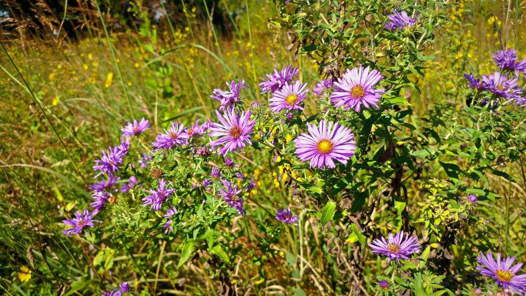 Wildflowers at Casper Bluff Land & Water Reserve