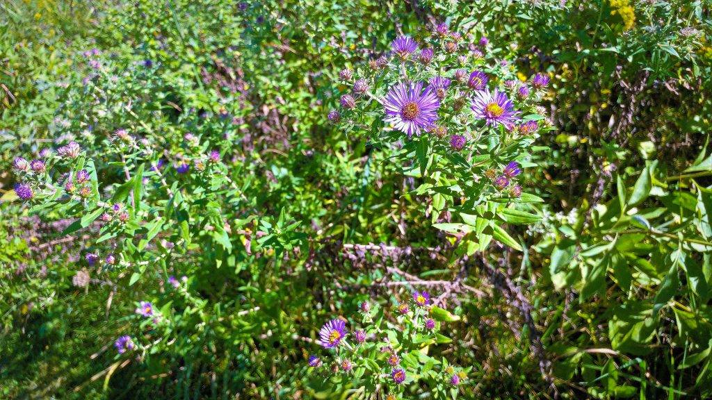 Wildflowers at Casper Bluff Land & Water Reserve