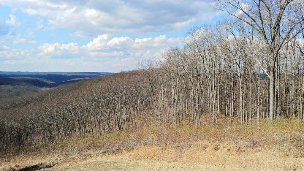 You can see how young the trees are at this overlook in Brown County State Park