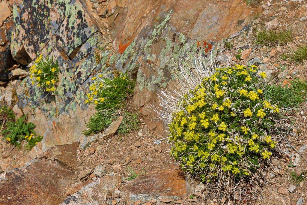Wildflowers at Rock Creek Vista Point, Beartooth Highway