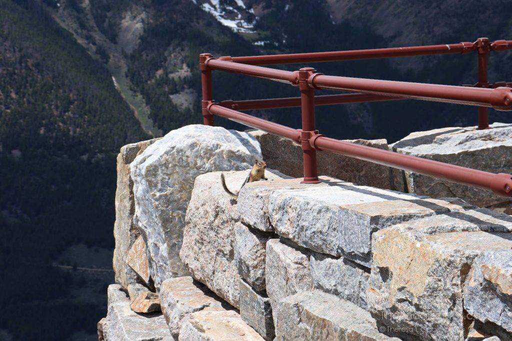 Chipmunk at Rock Creek Vista Point on Beartooth Highway