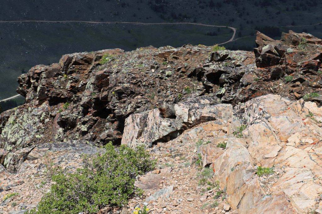 If you squint, you can see a marmot - Rock Creek Vista Point, Beartooth Highway