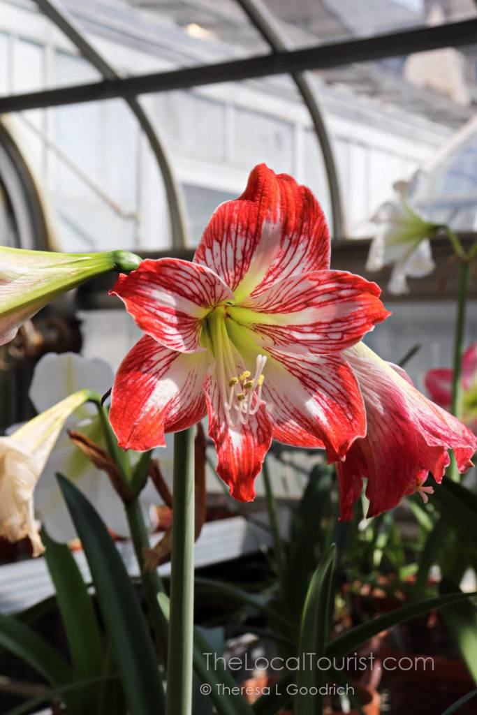 Inside Jordan Hall Greenhouse