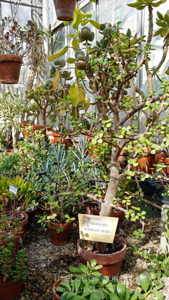 Inside Jordan Hall Greenhouse