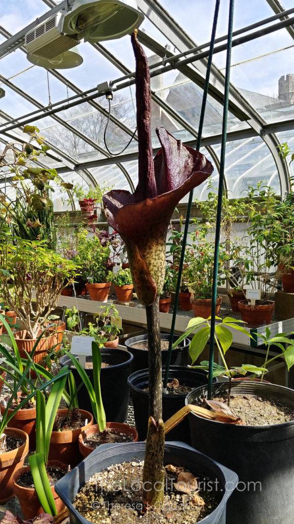 Indiana University's Devil's Tongue flower