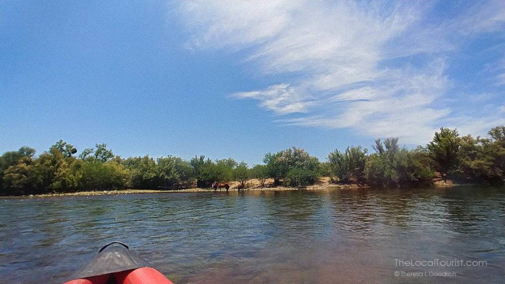 We didn't want to get too close to these wild horses, especially since the one in the middle was pregnant!