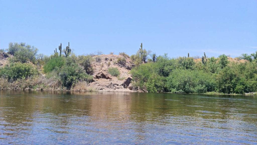 Saguaro cacti at the top of a crest leading into the Salt River