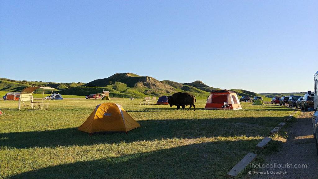 Bison in Sage Creek Campground - Badlands National Park