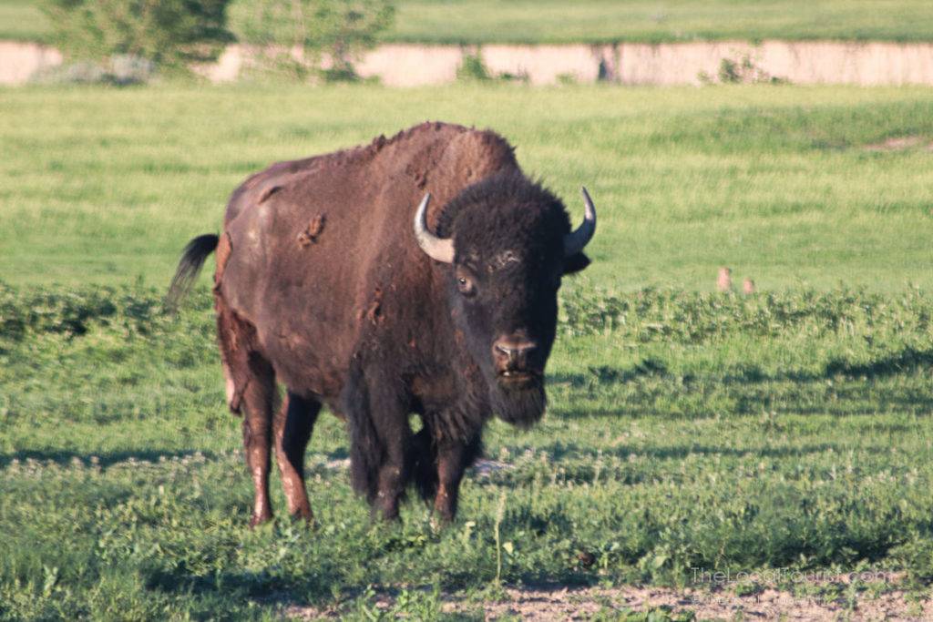 Bison at Badlands National Park