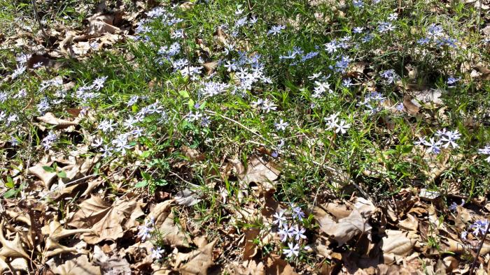 Lavender wildflowers at Ferne Clyffe State Park