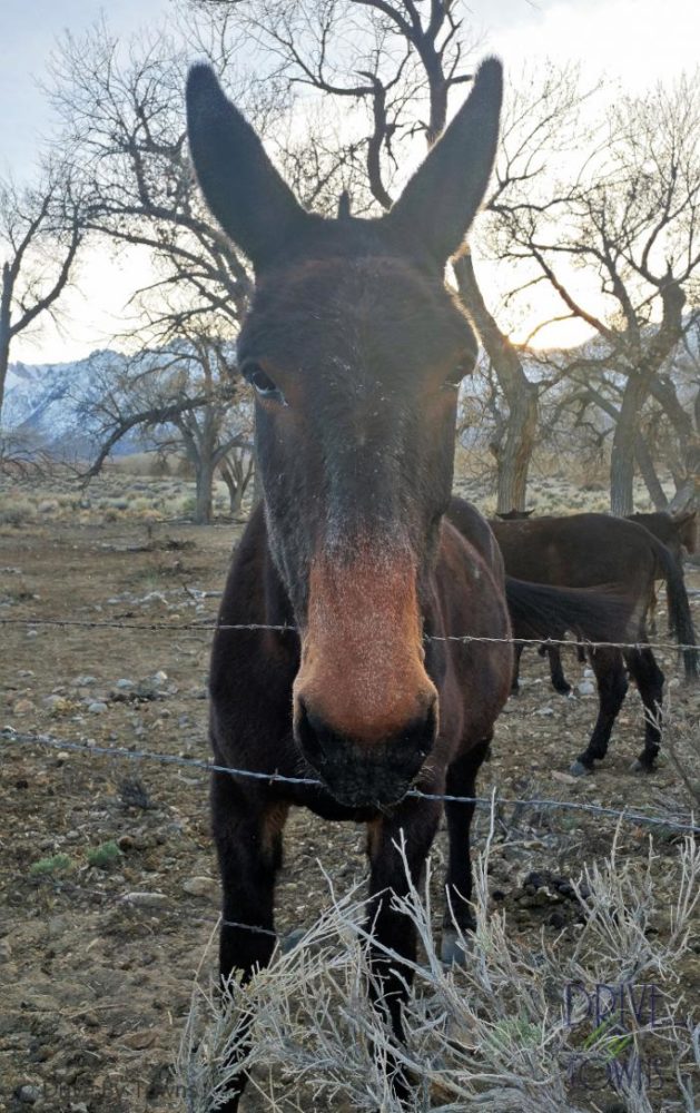 Mule in the Alabama Hills
