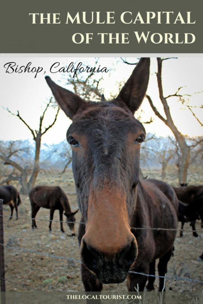 Bishop, California is the gateway to the Eastern Sierras and the Mule Capital of the World. It's a small town with big character and a HUGE backyard.