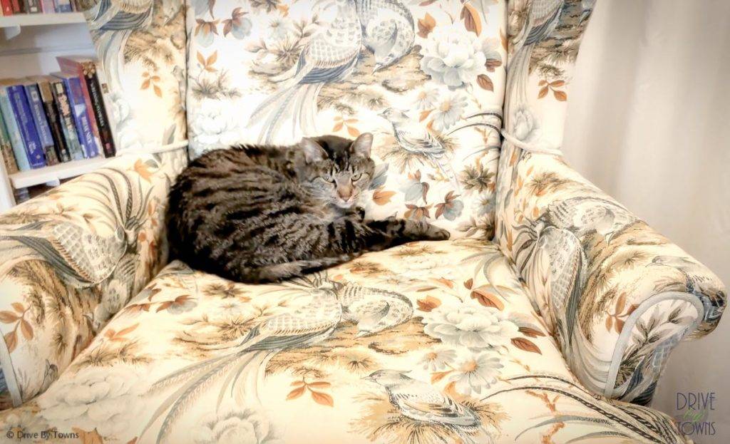 Graycat at Bottger Mansion