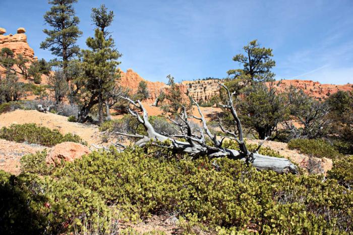 Red Canyon
