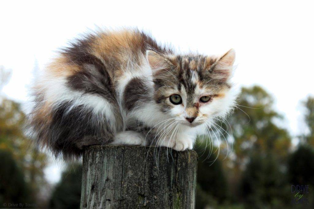 Farm Kitty