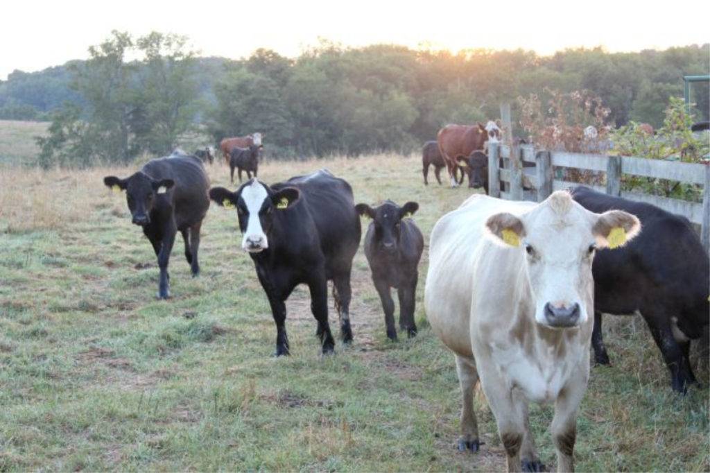 Cows at Mt. Jeez - Malabar Farm; photo credit Tonya Prater