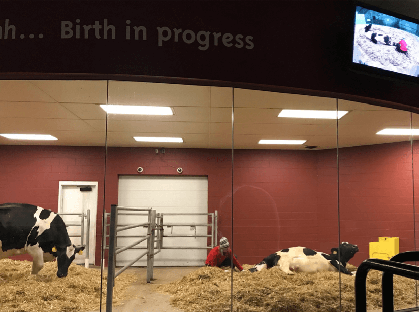 Calf being born at the birthing barn