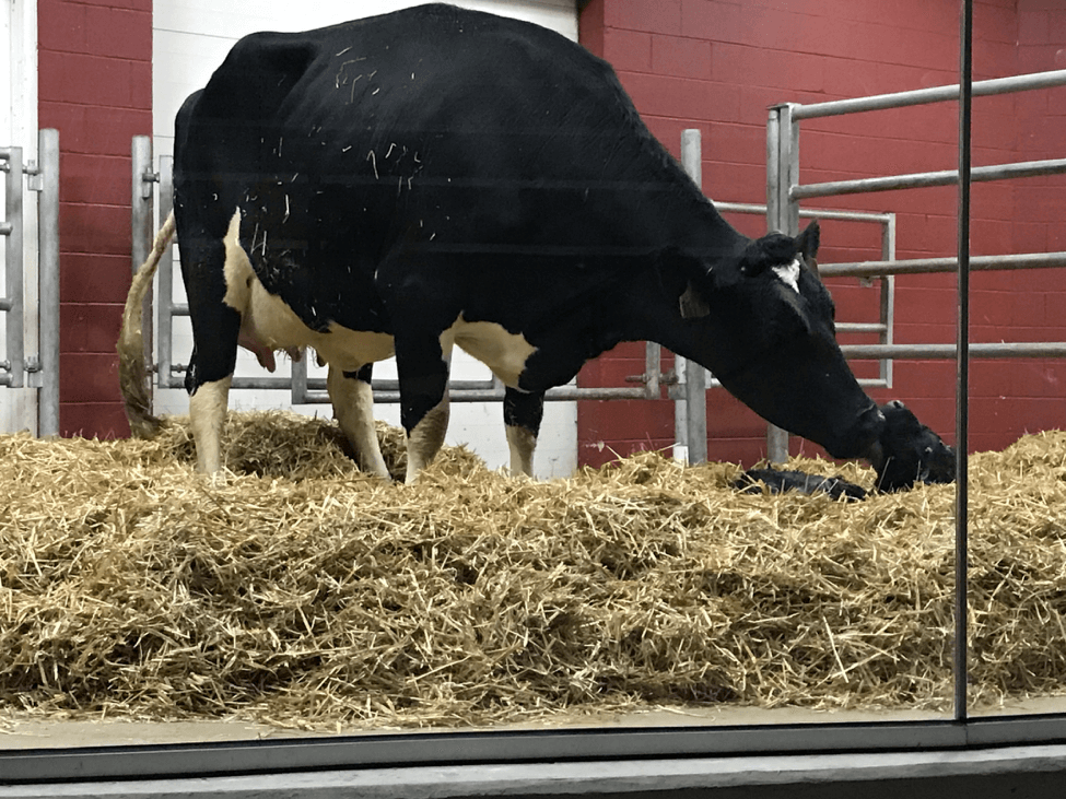 Mom attending to her new-born calf