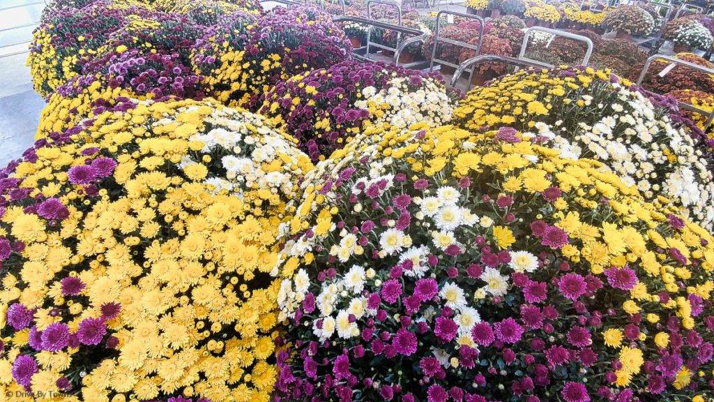 Giant mums