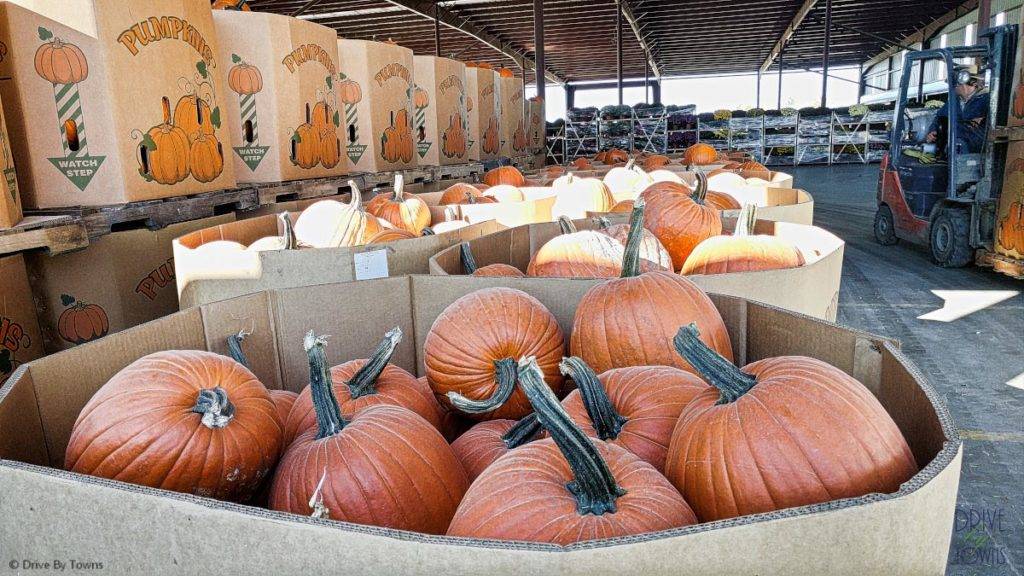 Palettes of pumpkins