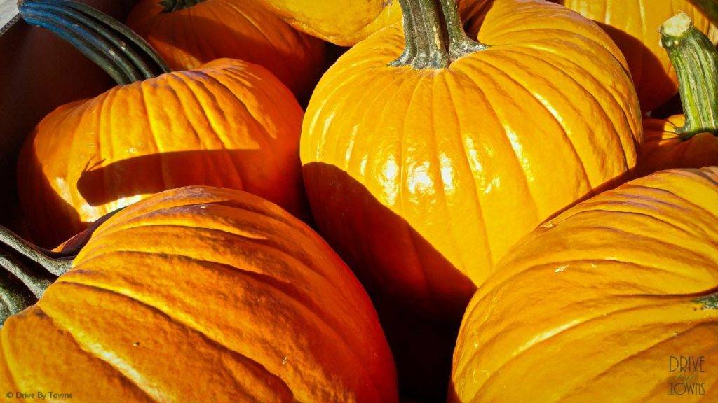 Giant pumpkins at the Cedar Valley Produce Auction