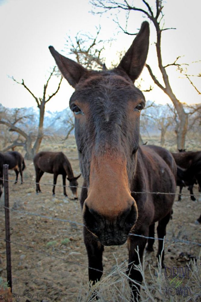 Mule in the Mule Capital of the World