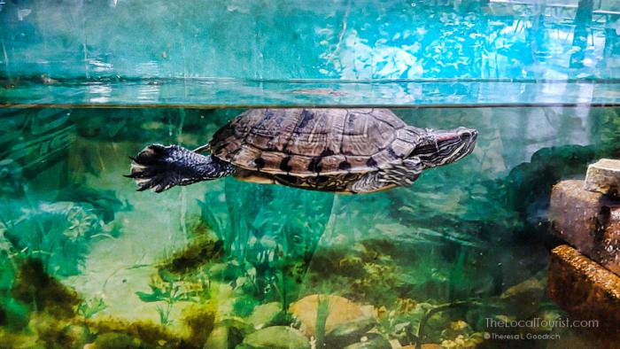 Turtle at Pringle Nature Center
