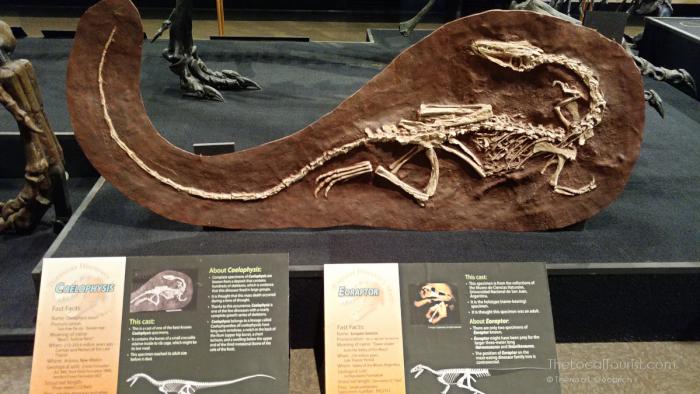 Carthage Institute of Paleontology and the Dinosaur Discovery Museum