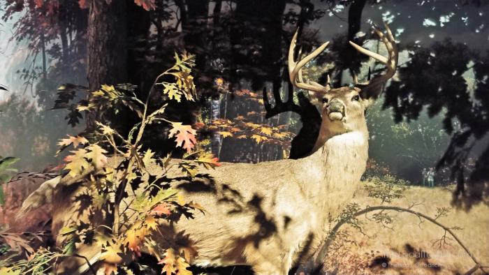 Deer at the Kenosha Public Museum