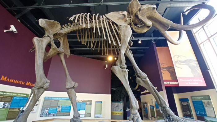 Mammoth skeleton at the Kenosha Public Museum