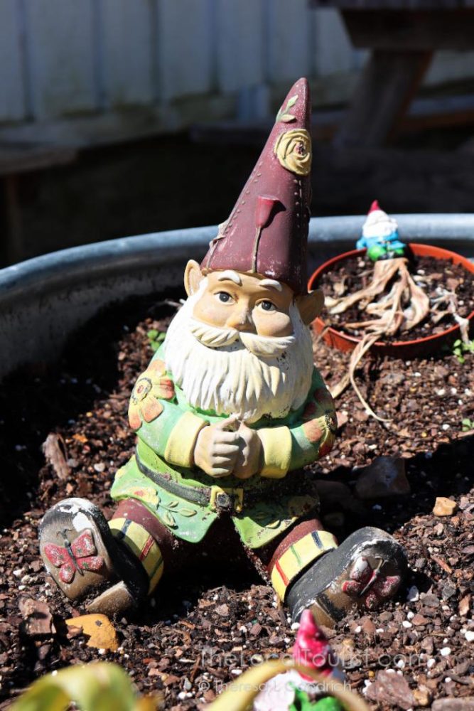 Gnome garden at M7 Coffee Shop