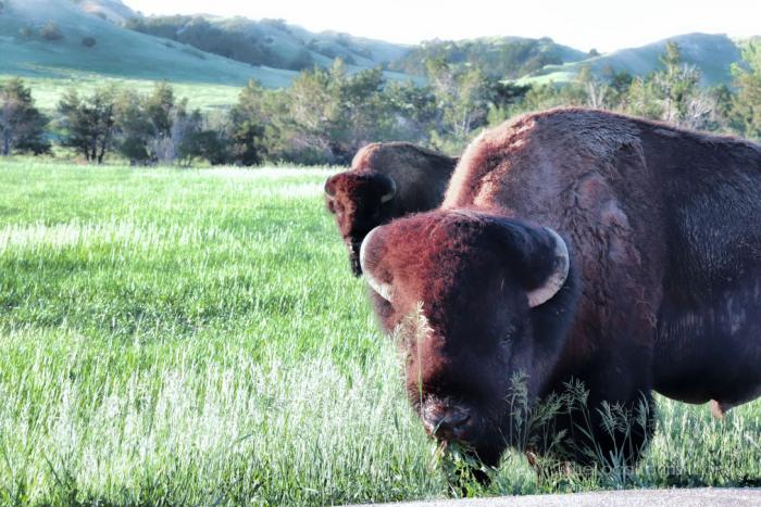 Bison before breakfast at Badlands National Park