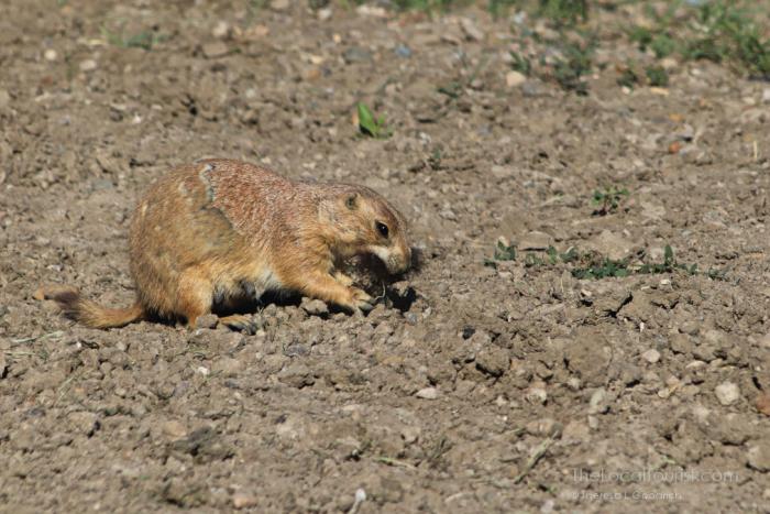 Prairie Dog at Badlands National Park