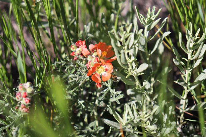 A hardy flower in Badlands National Park