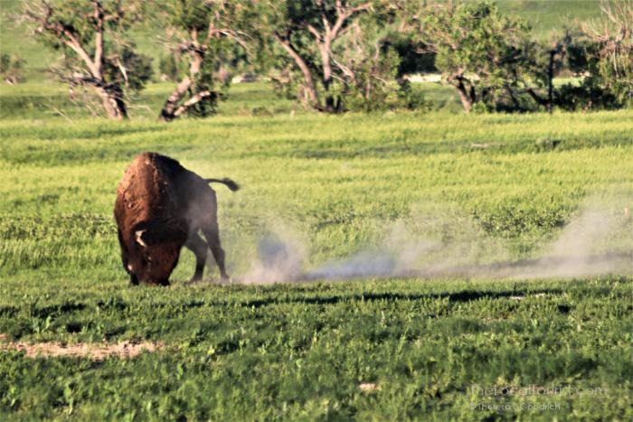 Bison near Sage Creek Campground in Badlands National Park