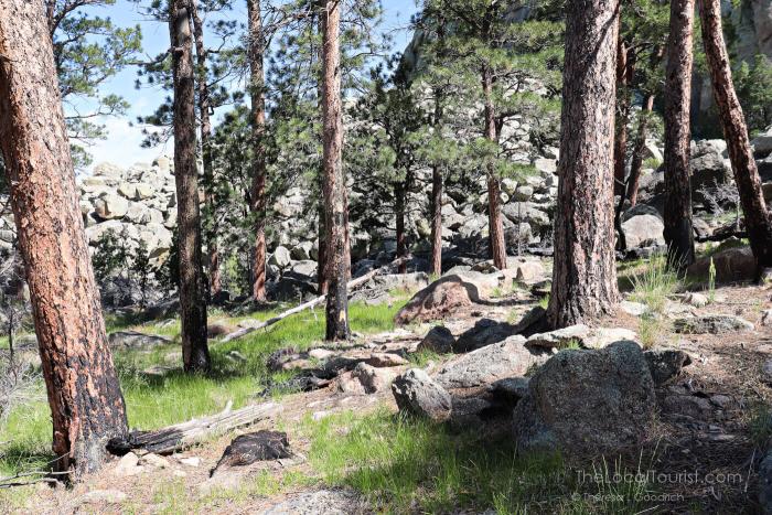 Burned bark of ponderosa pines