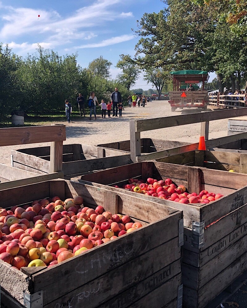 Apples at County Line Orchard