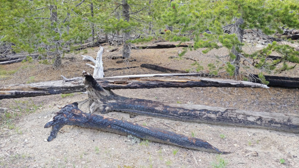 Lodgepole pine remnants from a forest fire in Yellowstone