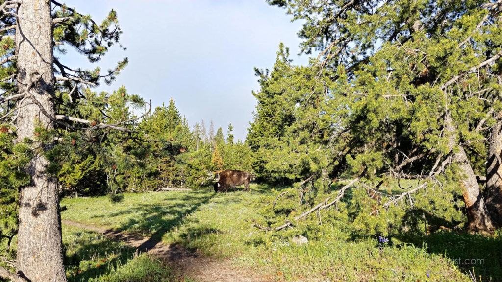 Bison in the woods in Yellowstone