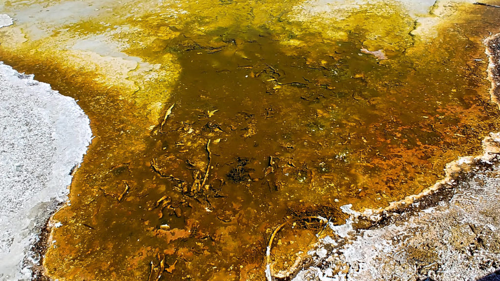 Thermophiles in Biscuit Basin