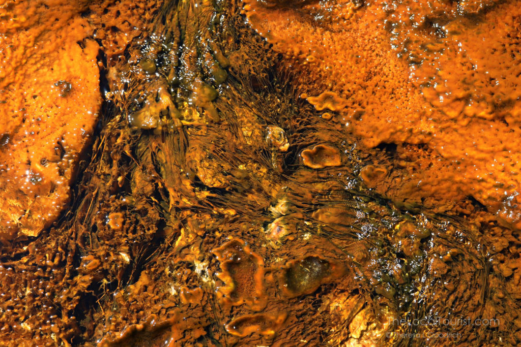 Thermophiles in Biscuit Basin