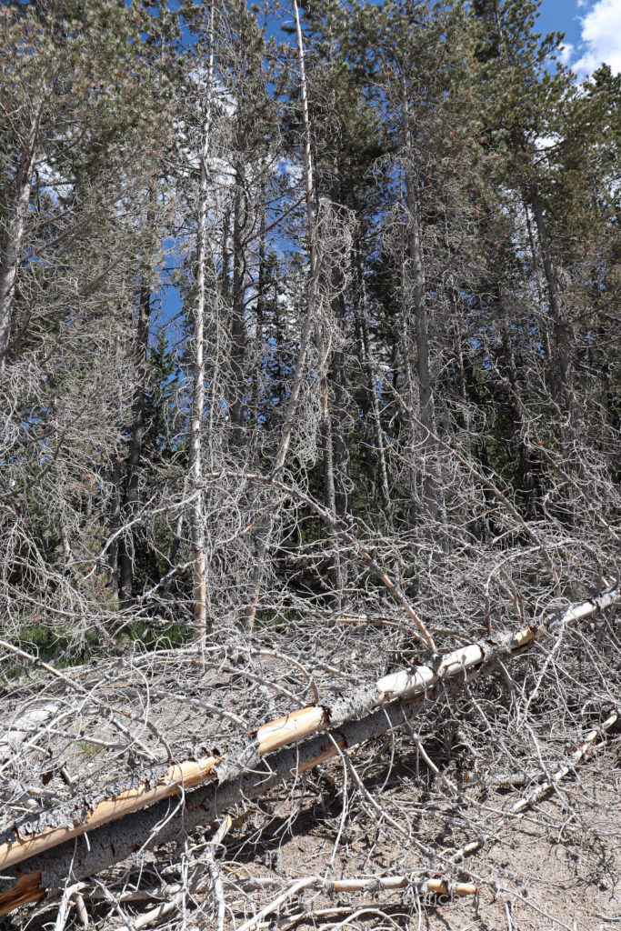 The heat in Porcelain Basin in Yellowstone kills the surrounding trees.
