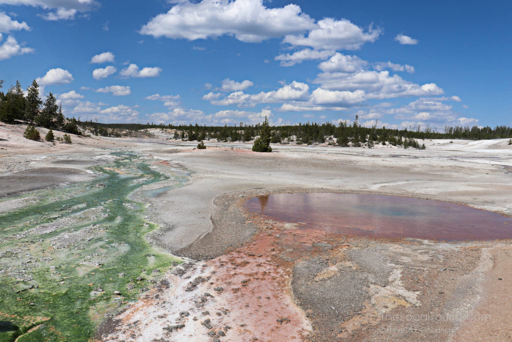 thermophiles and extremophiles in Yellowstone National Park