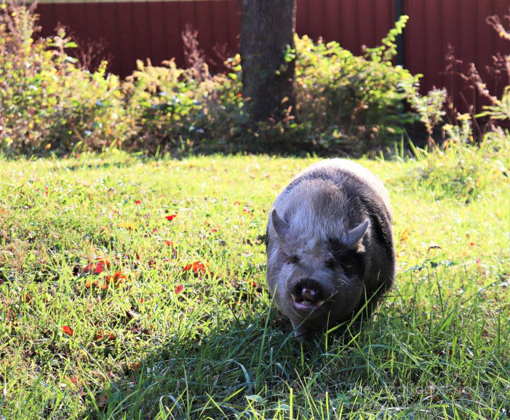 Hank, the potbellied pig at Natural Valley Ranch
