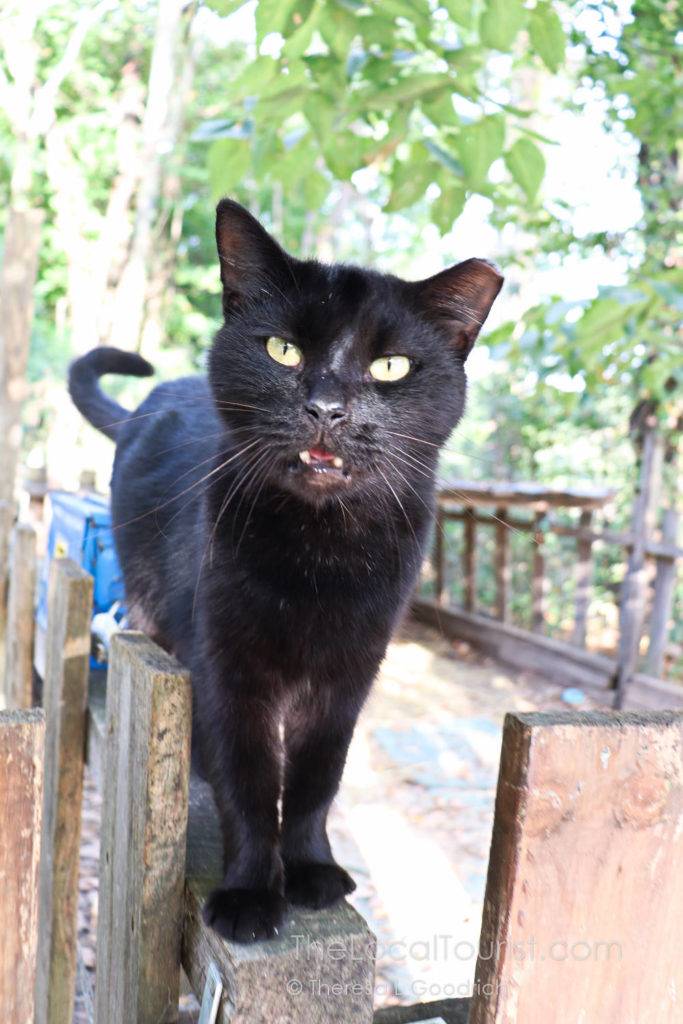 Farm cat at Natural Valley Ranch