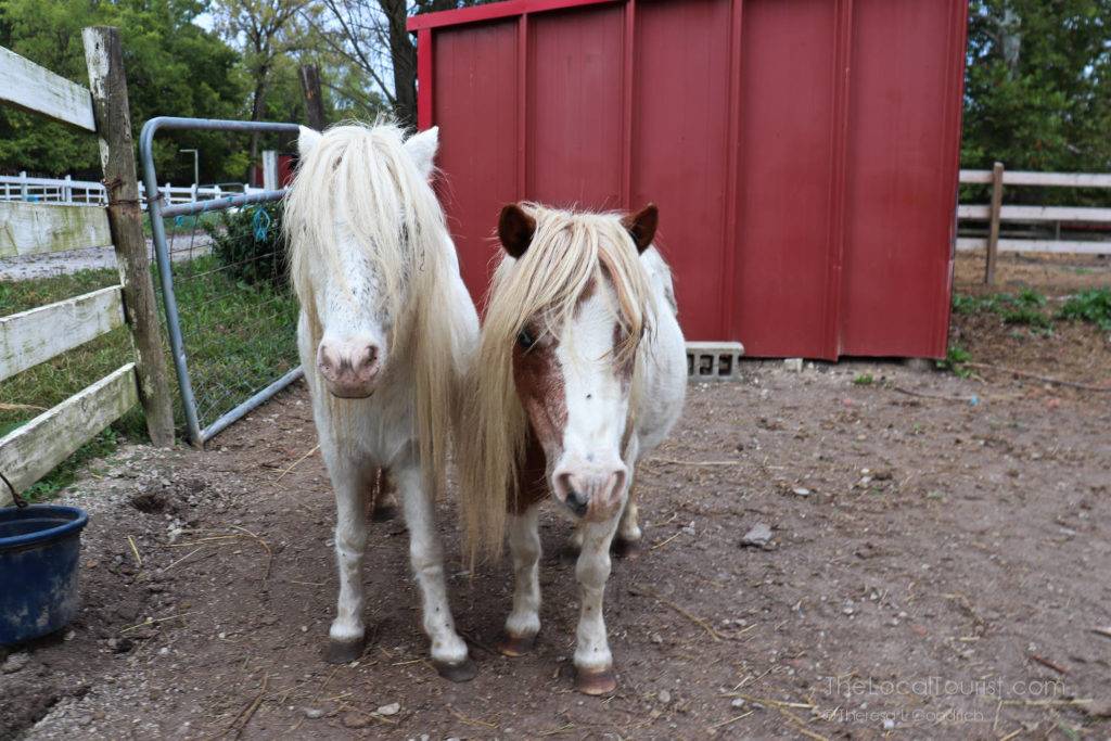 Miniature horses at Natural Valley Ranch
