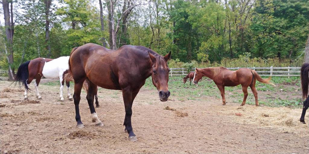 Horses at Natural Valley Ranch in Brownsburg, Indiana; photo credit Theresa Goodrich